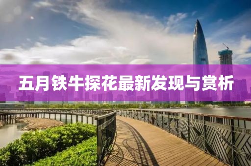 五月铁牛探花最新发现与赏析